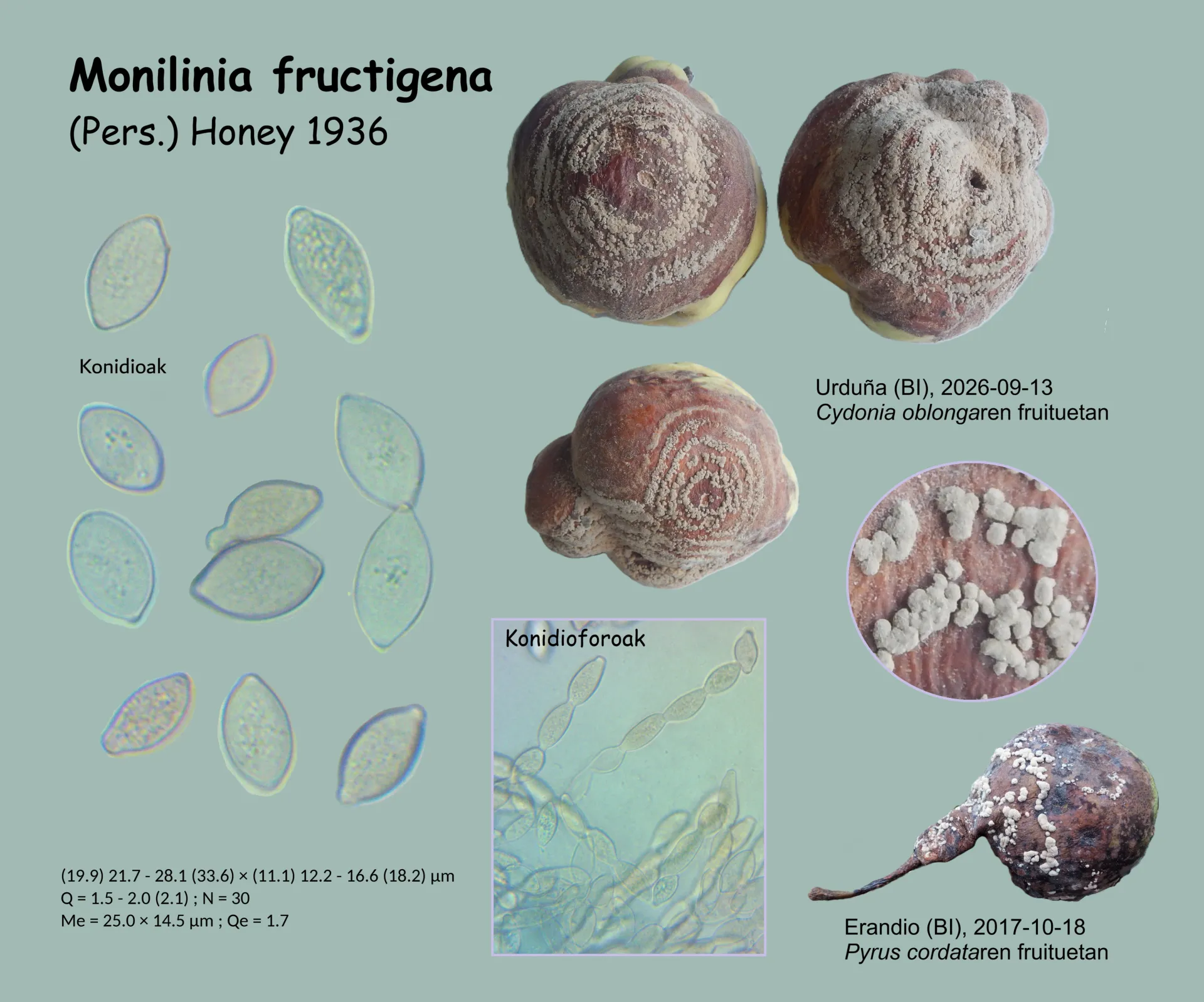 Microscopía de Monilinia fructigena
